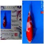 Sakai Kohaku