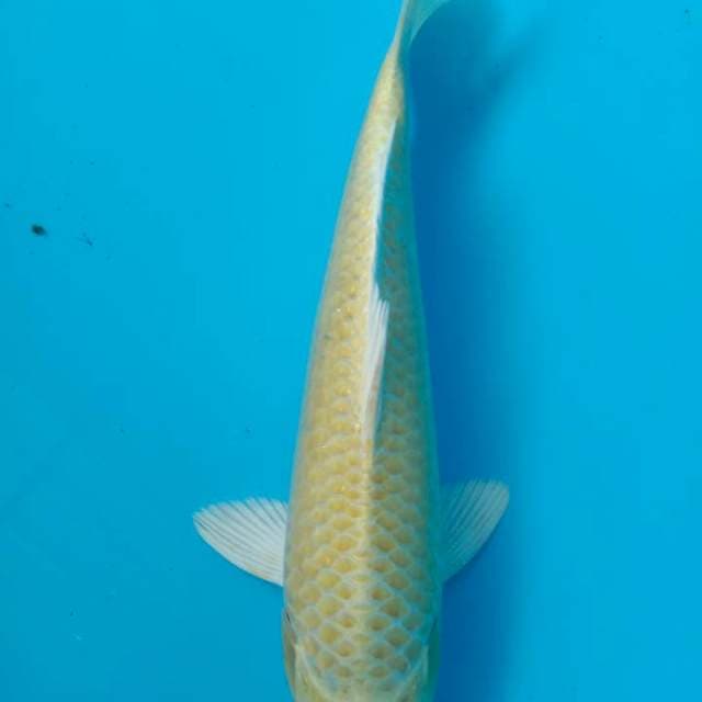 Yamabuki ogon 28 cm