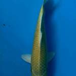 Yamabuki ogon 28 cm