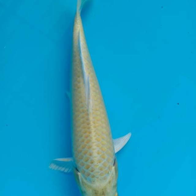 Yamabuki ogon 28 cm