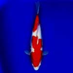 Kohaku female