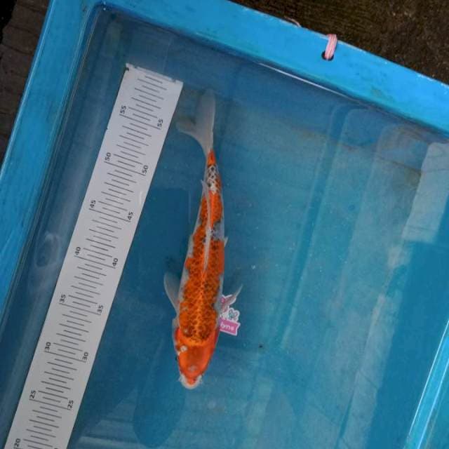 Goshiki 30cm