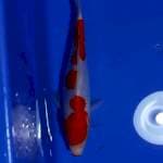 Kohaku doitsu 25cm