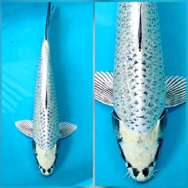 Mukasi 42 cm