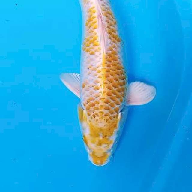 Jumbo hariwake 44 cm