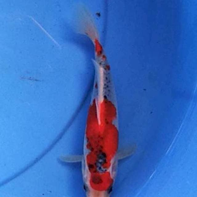 Marutan goshiki 19 cm