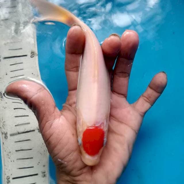 Tanco kohaku