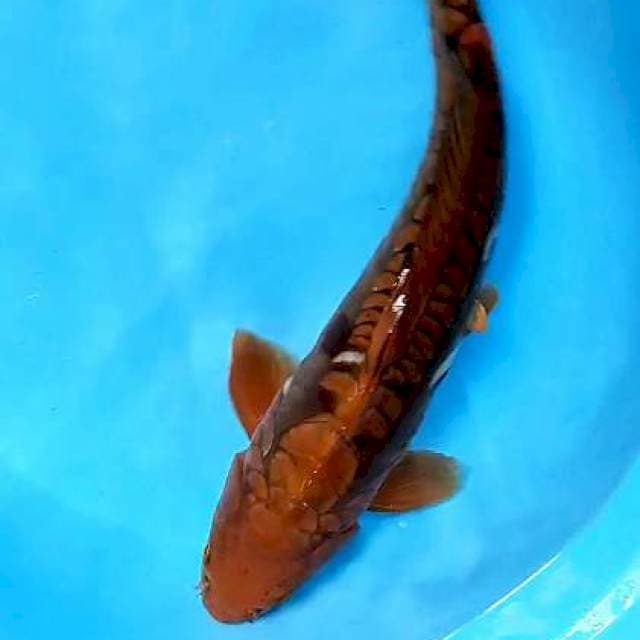 Jumbo Cagoi aragoke male 45 cm