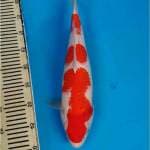 Kohaku Sandan Bulky F1 Ogata