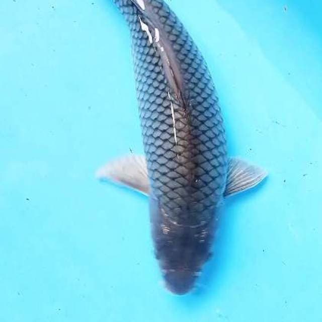 Soragoi gendong telur 42 cm