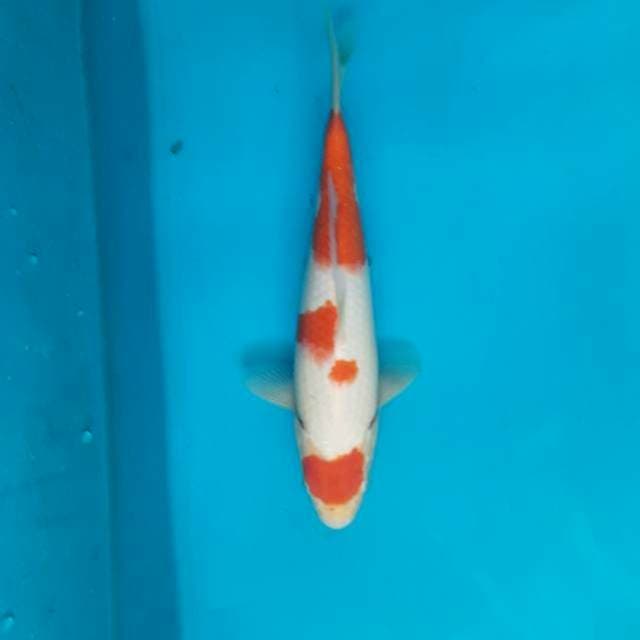 Maruten kohaku 25cm M