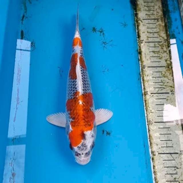 Gingga 28cm