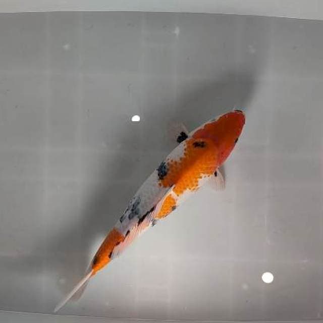 sanke super punuk 43cm