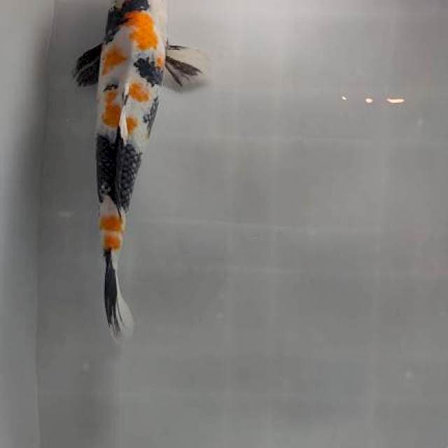 showa 42cm sah