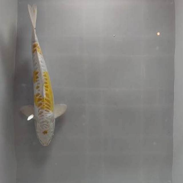 hariwake aragoke 40cm sah