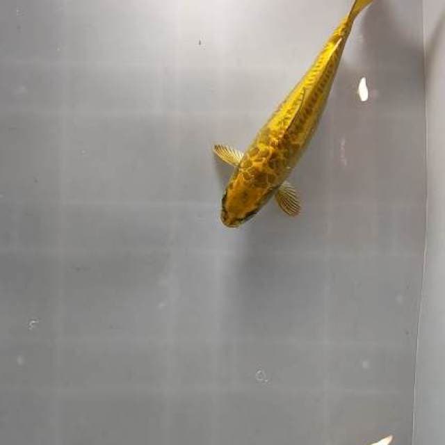 emas batangan 31cm