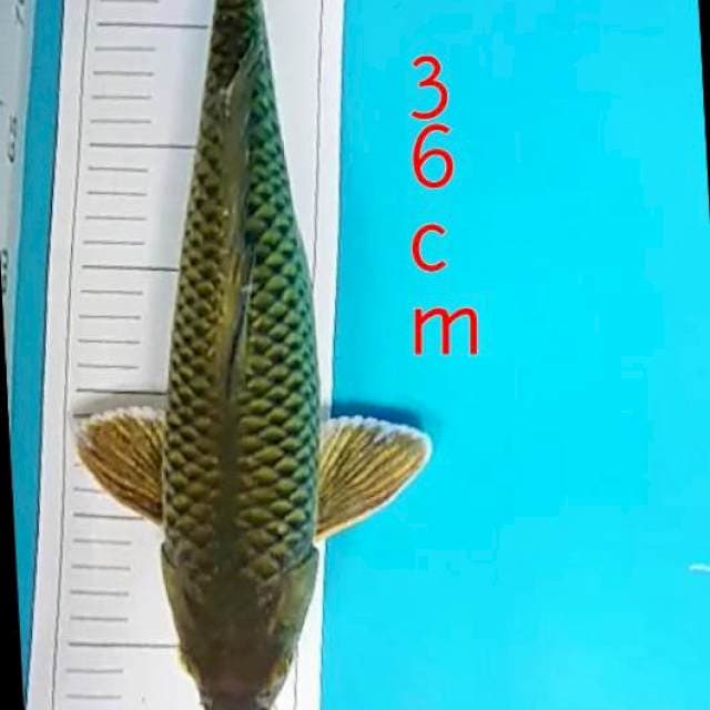 Midorigoi 36cm