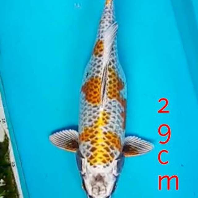 Jingga 29cm