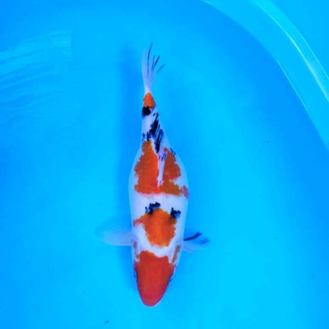 Sanke gendong telor 32cm