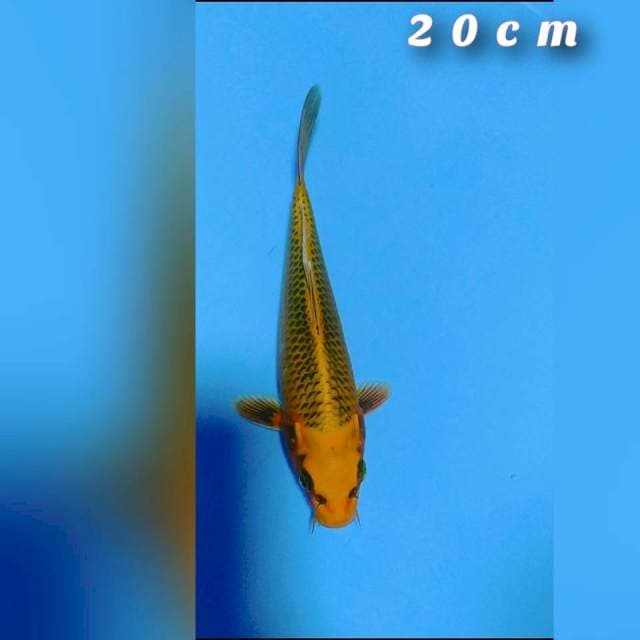 MATsuba 20cm