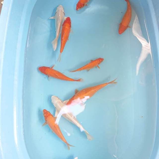 Mix 14-20 cm