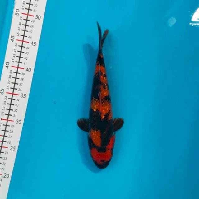Hiutsuri ginrin 26cm