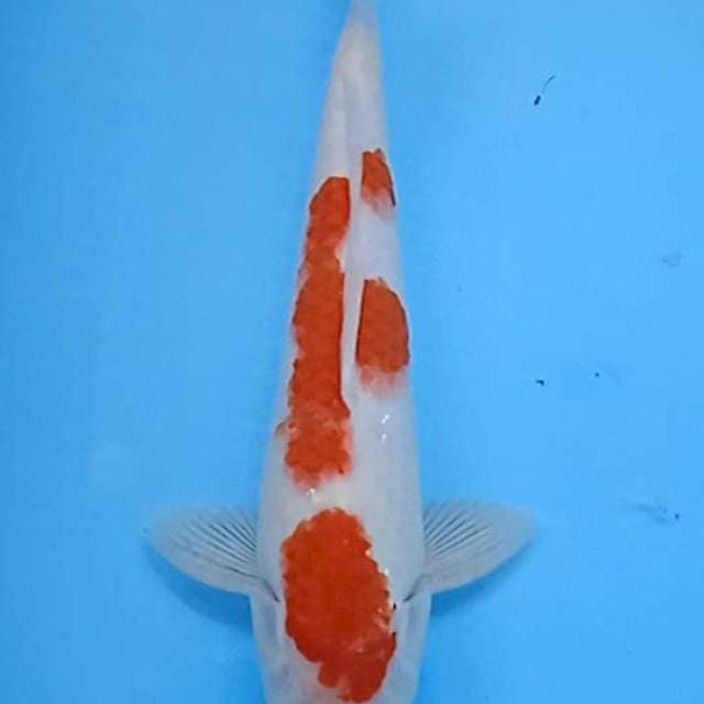 Kuhaku antik