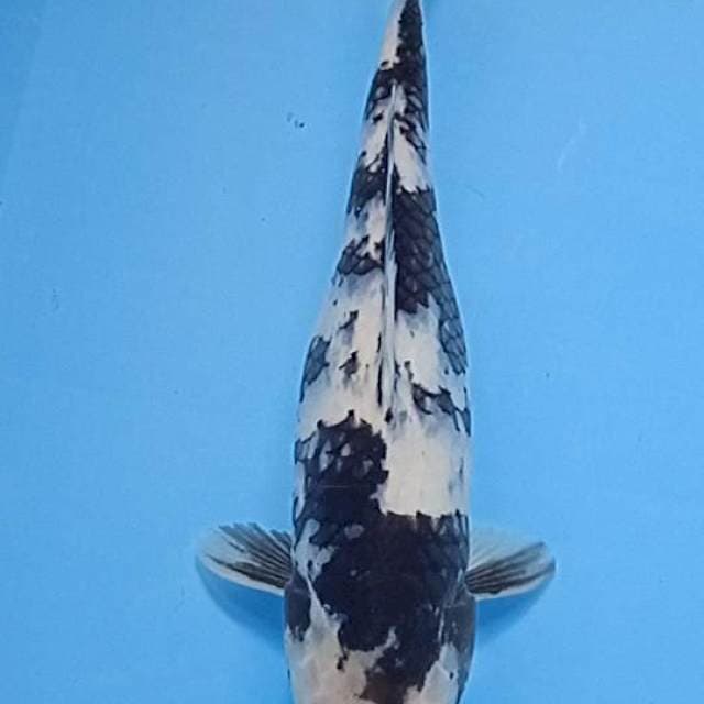 Shiro klasik 