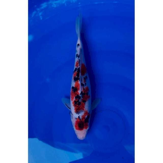 Antik, Koromo Sanke Original 31cm (F) 