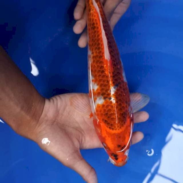 Gosiiki 35 cm