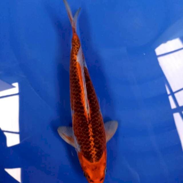 Gosiki 30 cm