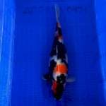 SHOWA CALON INDUKAN F1 46cm