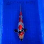 SHOWA DOITSU SQ 42cm