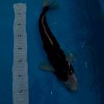 Goromo male 40cm