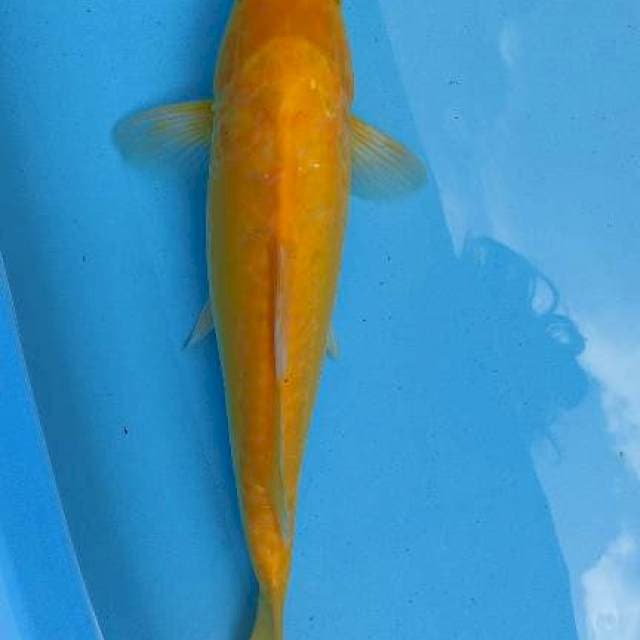 Karasi aragoke 35 cm