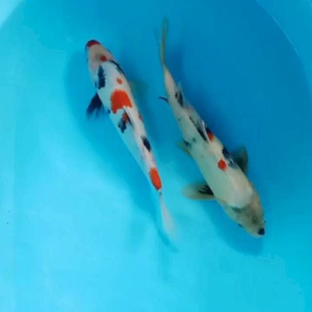 Kimdai sowa 28.33 cm