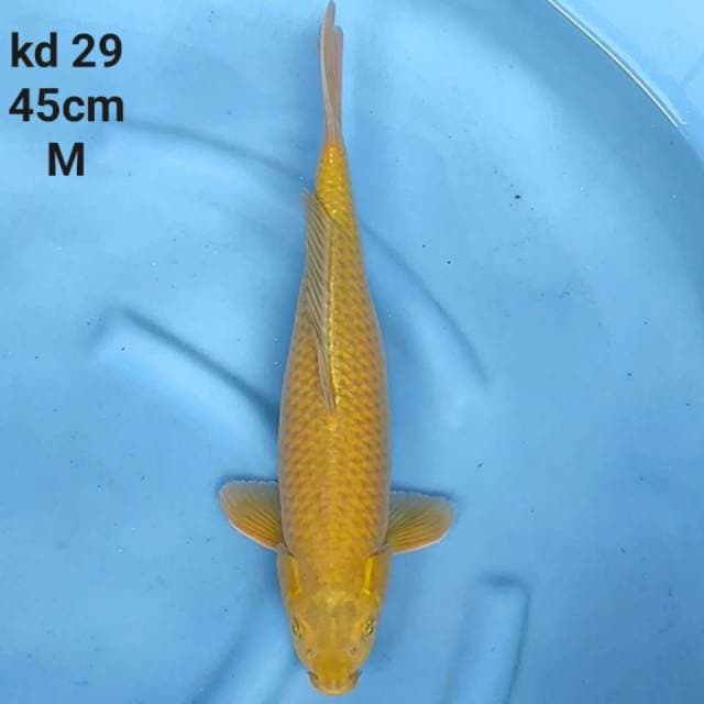 chagoi krem jumbo tosai