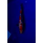 Sanke Original 32cm (M)