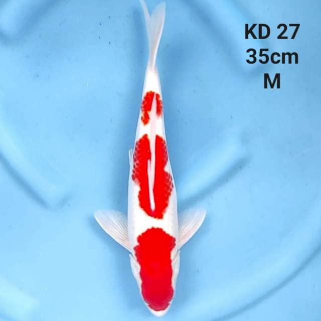 kohaku 3 step original