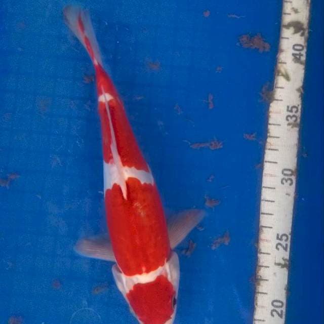 Kohaku doit