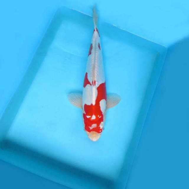 IWOJIMA 9 ~ KOHAKU DOITSU ANTIK,-