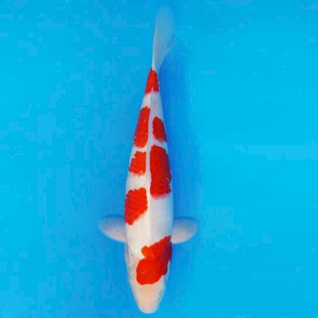 KIREII 1 - KOHAKU ®
