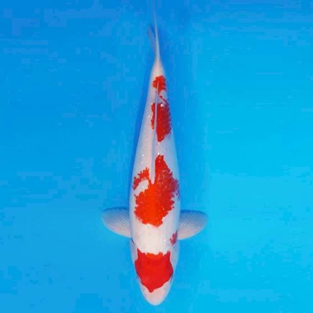 KIREII 9 - KOHAKU ®