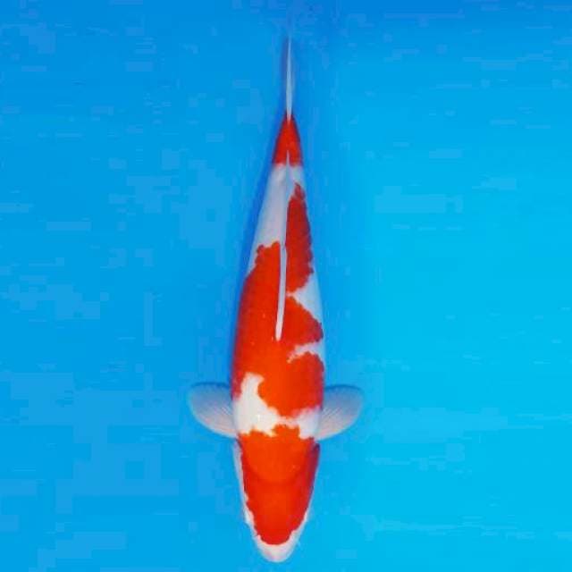 KIREII 10 - KOHAKU ®