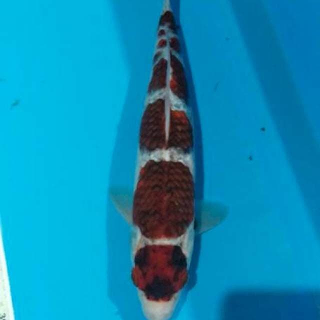 Goromo