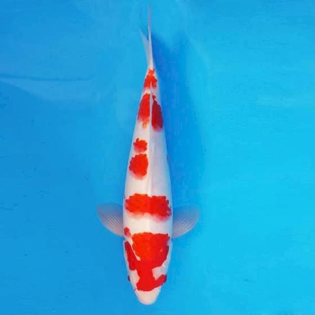 KIREII 13 - KOHAKU ®