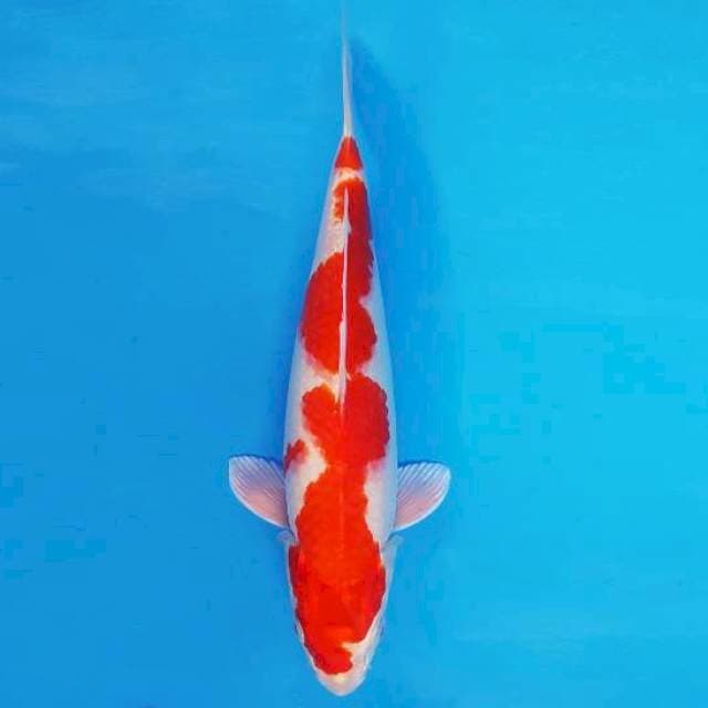 KIREII 15 - KOHAKU HIKARI ®
