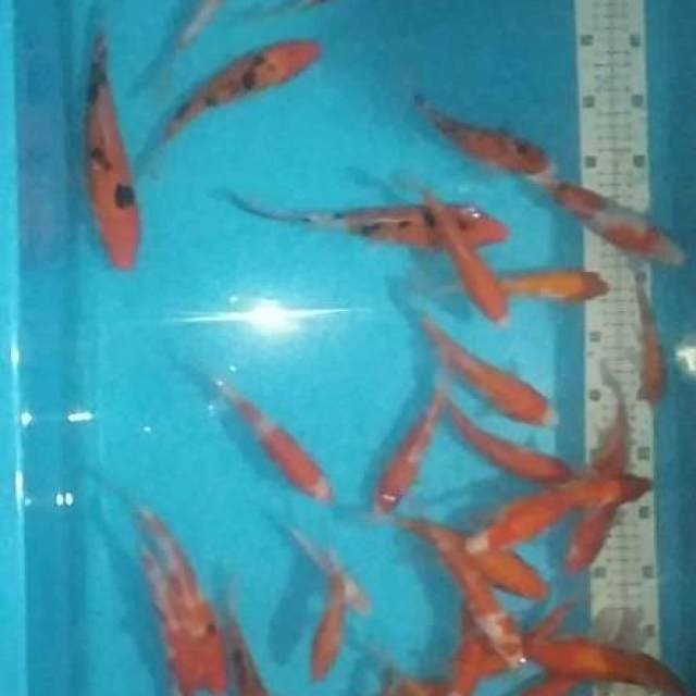 Kohaku sanke