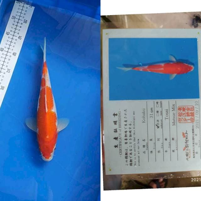 Kohaku 33cm Matsue