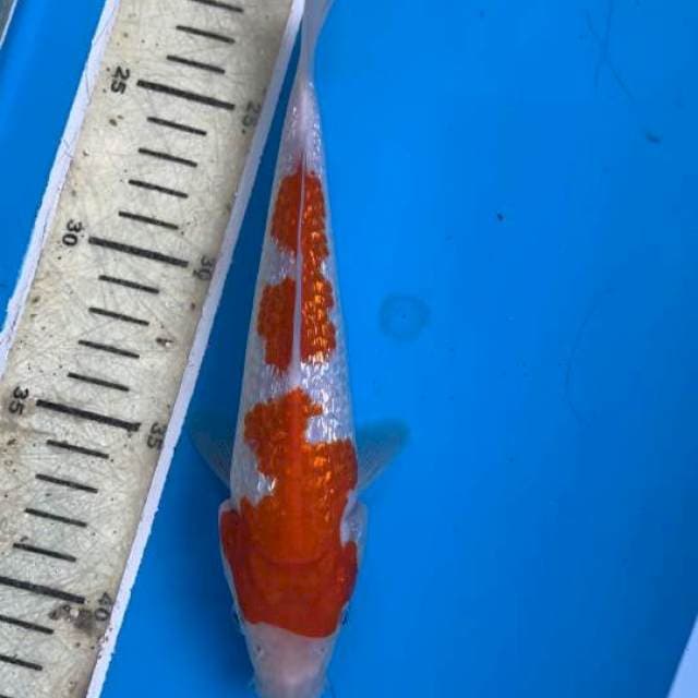 Kohaku Gindrin Step 2